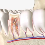 Diş Anatomisi Nedir