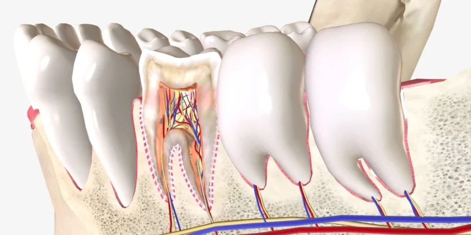 Diş Anatomisi Nedir